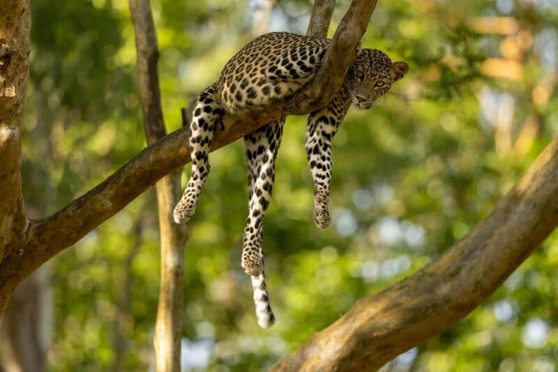 Yala Safari: High-Luxury PRIVATE Tours with Entry Tickets - Detailed Tour Breakdown