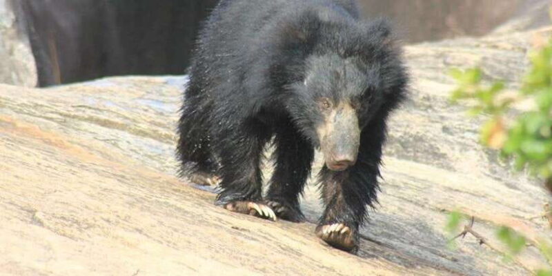 Yala Safari Morning/Evening, 7hours & 12 hours incl. Meals!! - Final Thoughts