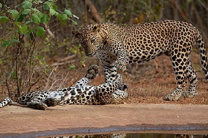 Yala Safari Private Day Tour From Kaluthara/Beruwala/Bentota/Kosgoda/Ahungalla - An In-Depth Look at the Yala Safari Experience