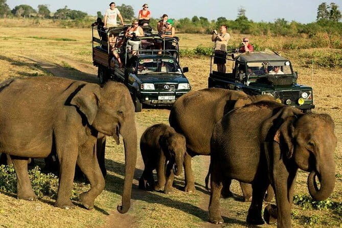 Yala Safari Private Day Tour From Kaluthara/Beruwala/Bentota/Kosgoda/Ahungalla - Who Is This Tour Best For?