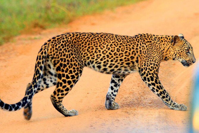 Yala Safari Private Day Trip from Bentota and Kalutara Areas - Key Points