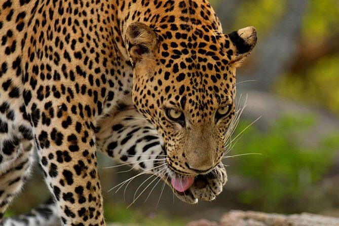 Yala Safari Private Day Trip from Bentota and Kalutara Areas - Frequently Asked Questions