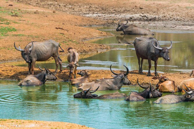 Yala Safari Private Day Trip with Return Transport -All Inclusive - What the Reviews Say