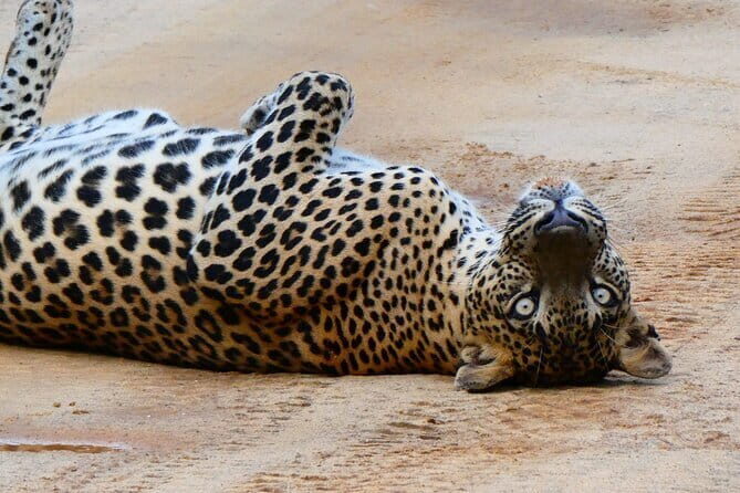 YALA SAFARI TOUR From Galle/Unawatuna/Mirissa/Matara/Tangalle - Exploring the Yala Safari Tour from Galle and the South Coast