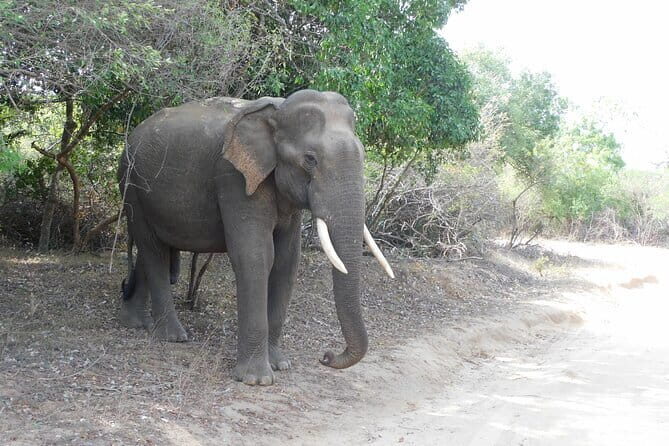 YALA SAFARI TOUR From Galle/Unawatuna/Mirissa/Matara/Tangalle - Key Points