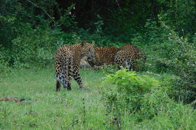 YALA SAFARI TOUR From Galle/Unawatuna/Mirissa/Matara/Tangalle - Who’s This Tour Best For?