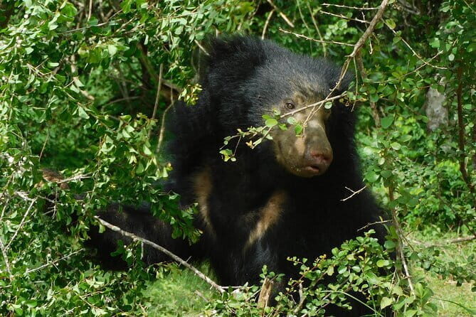 YALA SAFARI TOUR From Galle/Unawatuna/Mirissa/Matara/Tangalle - FAQs