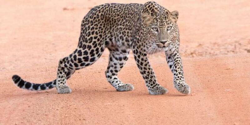 Yala Safari Tour from Hambantota Port area (Shore Excursion) - Key Points