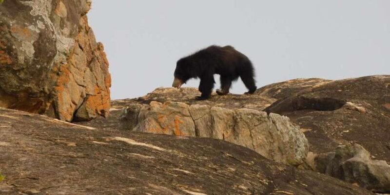 Yala Safari Tour from Hambantota Port area (Shore Excursion) - An In-Depth Look at the Yala Safari Experience