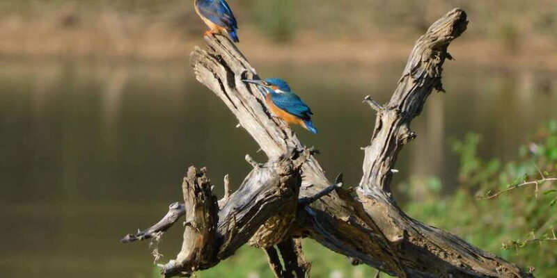 Yala Safari Tour from Hambantota Port area (Shore Excursion) - Frequently Asked Questions