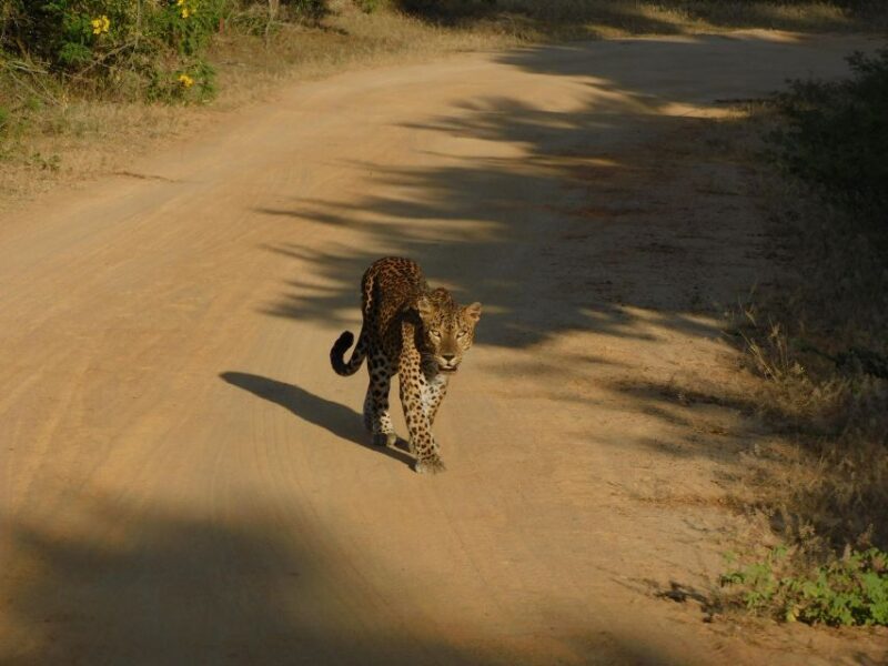 Yala Safari Tour from Hambantota Port area (Shore Excursion) - Final Thoughts