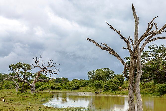 Yala Safari Tour from Hambantota Port by Ajith Safaris - Final Thoughts: Who Should Consider This Safari?