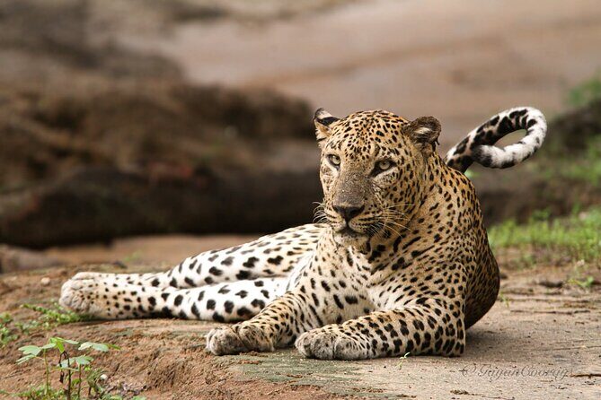 Yala safari Tours Morning /Afternoon /Fullday - Key Points