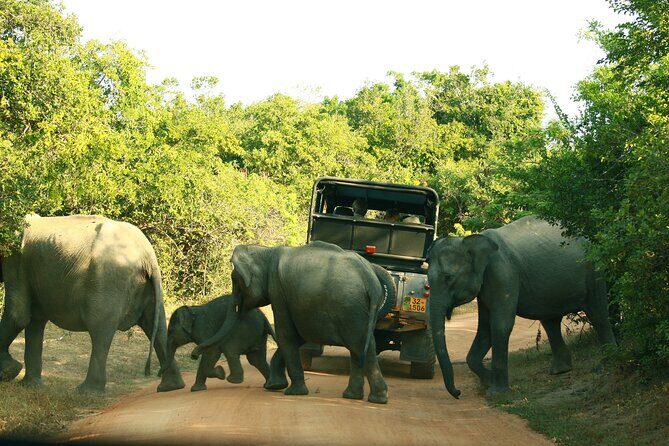 Yala Safari - Yala National Park - Discovering Yala: An In-Depth Look at the Safari Experience