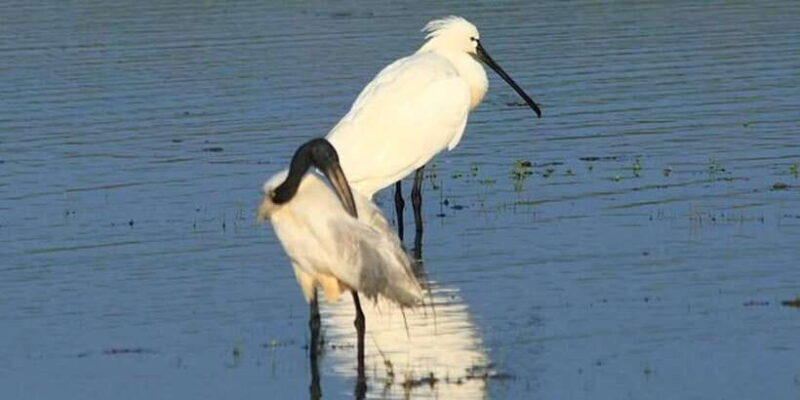 Yala: Sunset Tour by Boat & Beach BBQ Dinner! - Who Is This Tour Best Suited For?