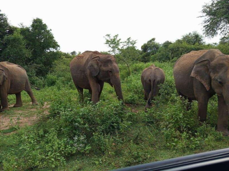 Yala, Udawalawe Safari & Elephant Home Lifetime Experience - Key Points