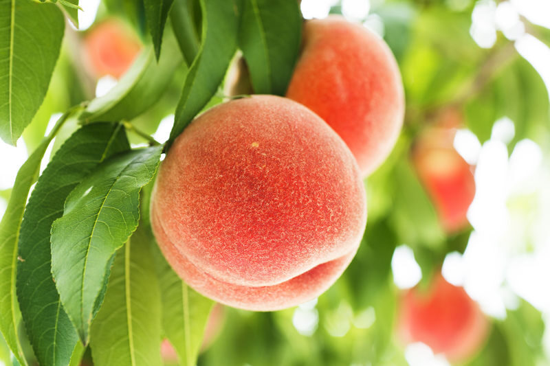 Yamagata Fruit Picking & Ginzan Onsen Day Trip (From Sendai) - At a glance