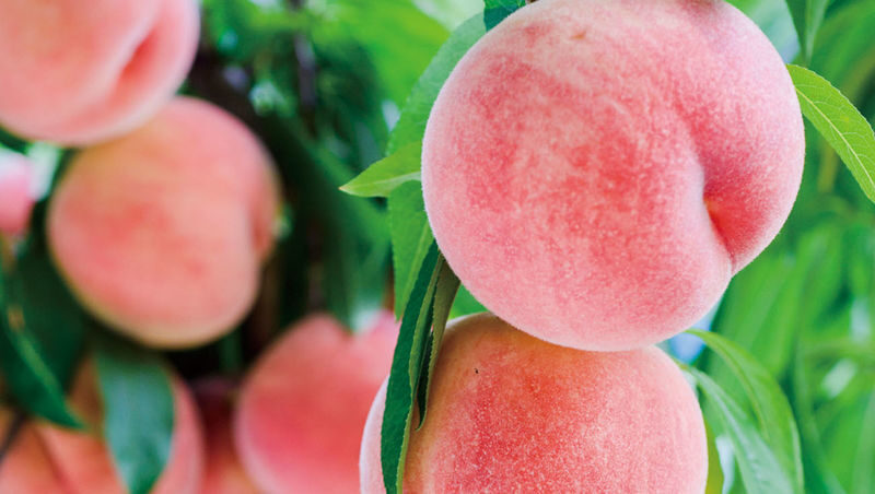 Yamagata Fruit Picking & Ginzan Onsen Day Trip (From Sendai) - Lunch and a roadside pause