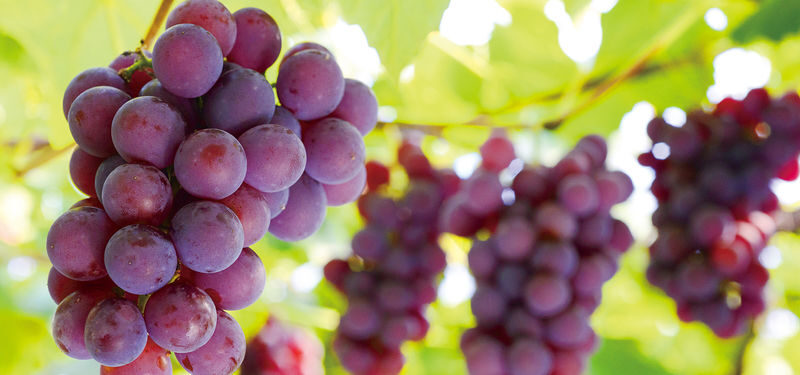 Yamagata Fruit Picking & Ginzan Onsen Day Trip (From Sendai) - Ginzan Onsen: beautiful, but brief