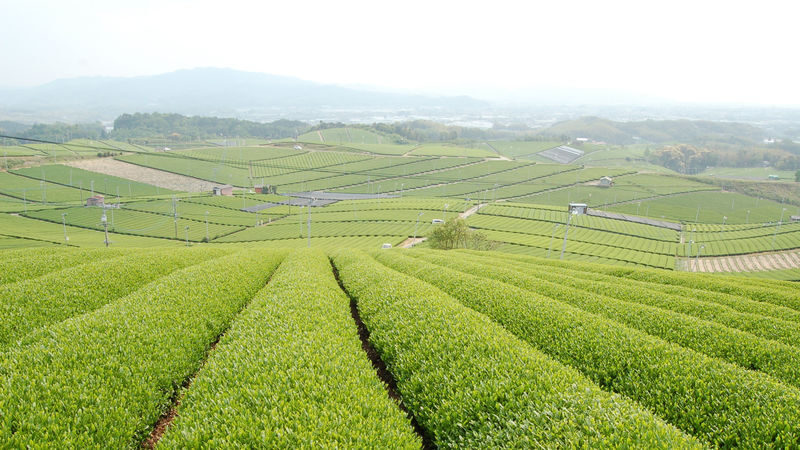 Yame Central Tea Plantation Full-Day Guided Tour with Sake Tasting - What to know before you go