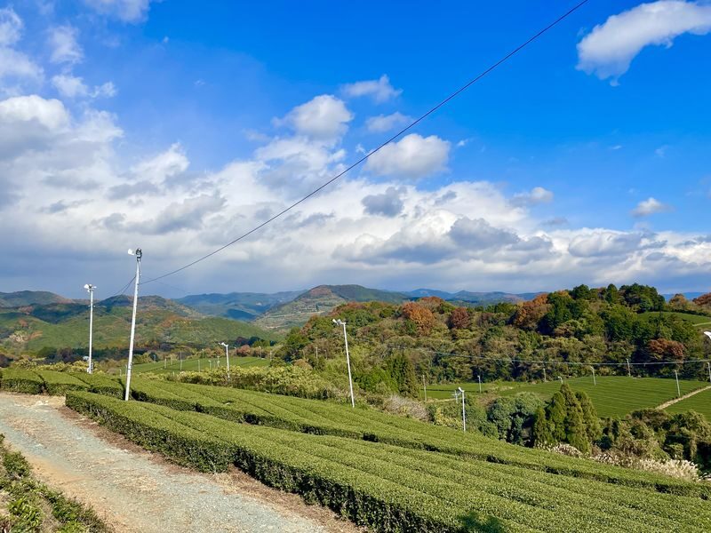 Yame Central Tea Plantation Full-Day Guided Tour with Sake Tasting - Is the $55.19 starting price good value?