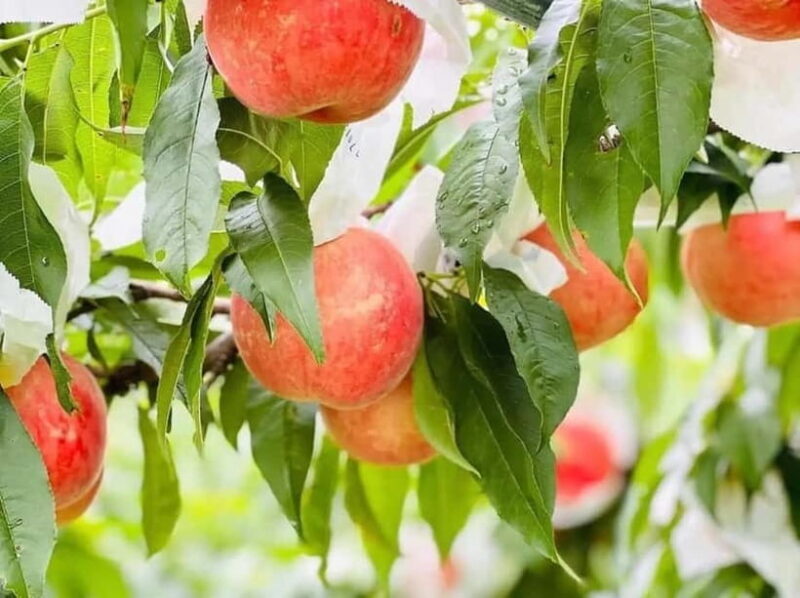 Yame & Kurume Tea Fields & Craft Tour  From Farm to Cup - Practical Details and Value