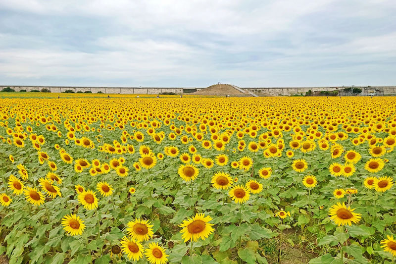 Yanagawa Canals One-day Tour - Should you book it?