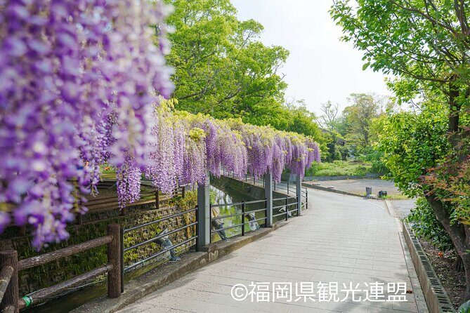 Yanagawa Great Wisteria and Traditional Canal Boat Experience - A Deep Dive into the Yanagawa Experience