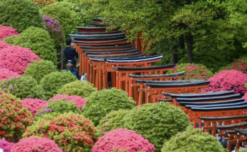 Yanaka Ginza & Nezu Shrine Half-Day Historical Walking Tour - Nezu Shrine: a second point of focus