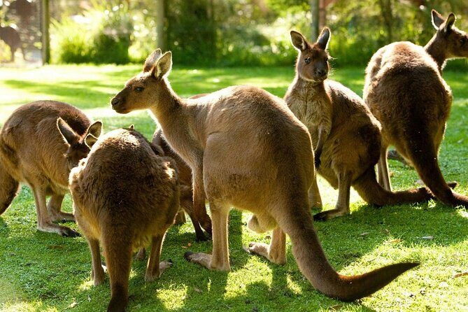Yarra Valley Family Tour Wine, Wildlife, and Chocolate - Final Thoughts
