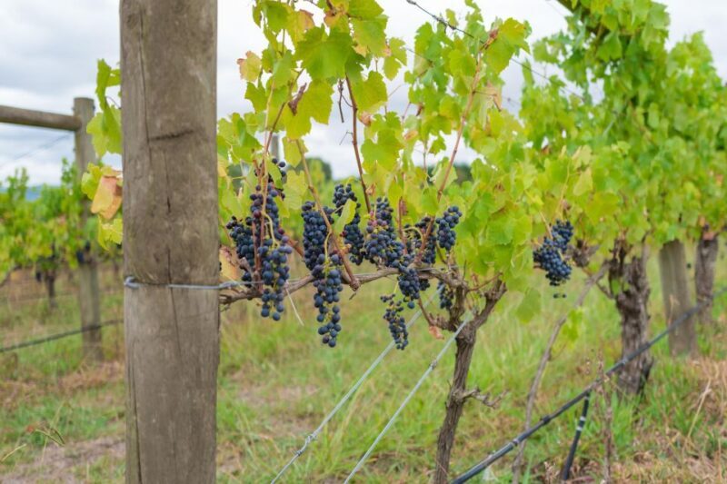 Yarra Valley Full Day Grazing Tour: Gin, Wine, Pizza, Cheese - Frequently Asked Questions