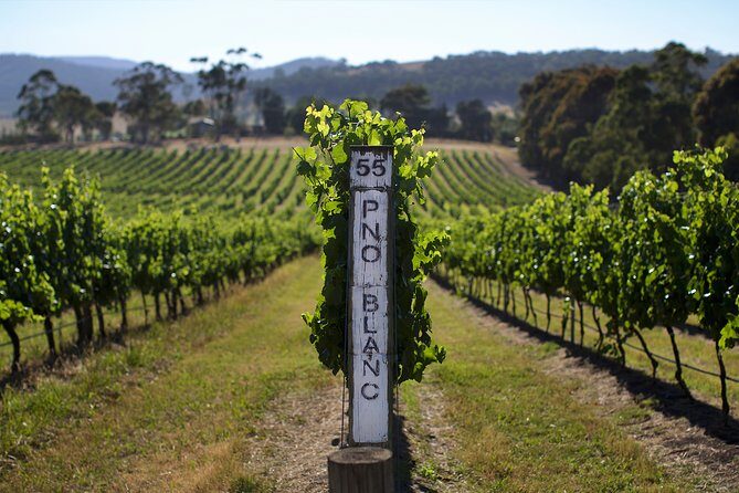 Yarra Valley Premium Tour inc Lunch and Cheese and Wine Pairing at De Bortoli - Why Choose This Tour? Analyzing Value and Experience