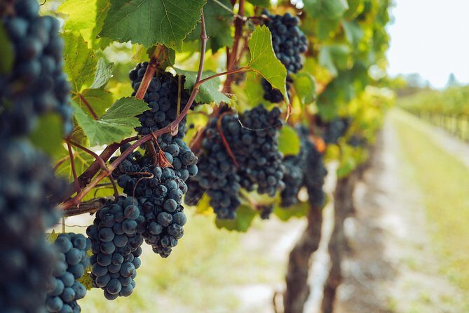 Yarra Valley Small Group with Lunch and Gin Tasting Four Pillars - FAQs