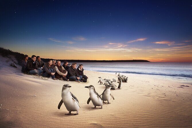 Yarra Valley Wildlife & Wine Day Tour with Healesville Sanctuary - A Day Perfect for Enthusiasts of Nature and Good Food
