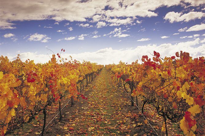 Yarra Valley Wildlife & Wine Day Tour with Healesville Sanctuary - In-Depth: The Full Itinerary Breakdown