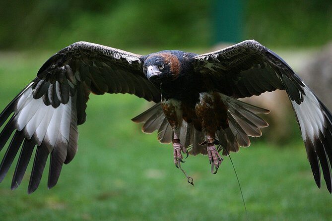 Yarra Valley Wildlife & Wine Day Tour with Healesville Sanctuary - Who Should Book This Tour?