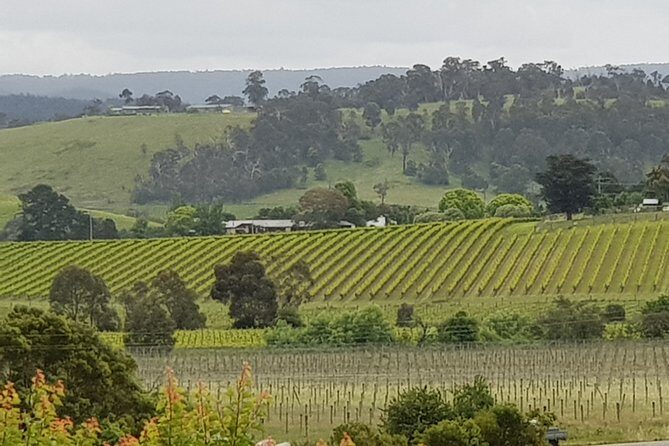 Yarra Valley Wine Tasting Day Tour from Melbourne - A Practical, Authentic Day in the Yarra Valley: Wine Tasting from Melbourne