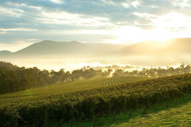 Yarra Valley Wine & Wildlife - Private Regional Tour - Final Thoughts: Why Choose This Tour?