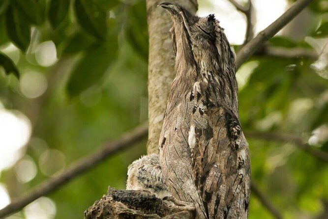 Yaxha VIP All-Inclusive Private Tour from Flores Guatemala - Authenticity and Guide Expertise