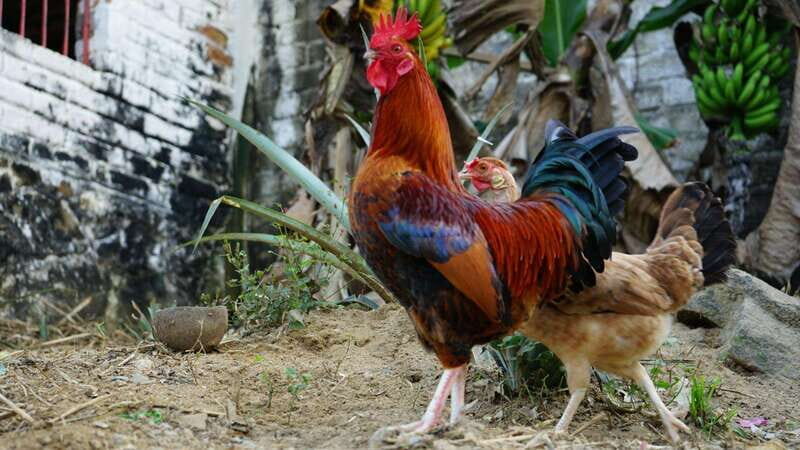 Yelapa: Catamaran Cruise with Lunch and Open Bar - Transportation, Timing, and Practicalities