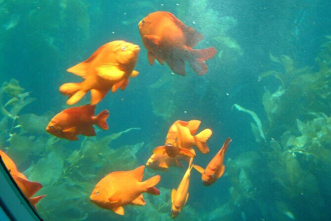 Yellow Semi-Submarine Tour of Catalina Island From Avalon - Final Thoughts