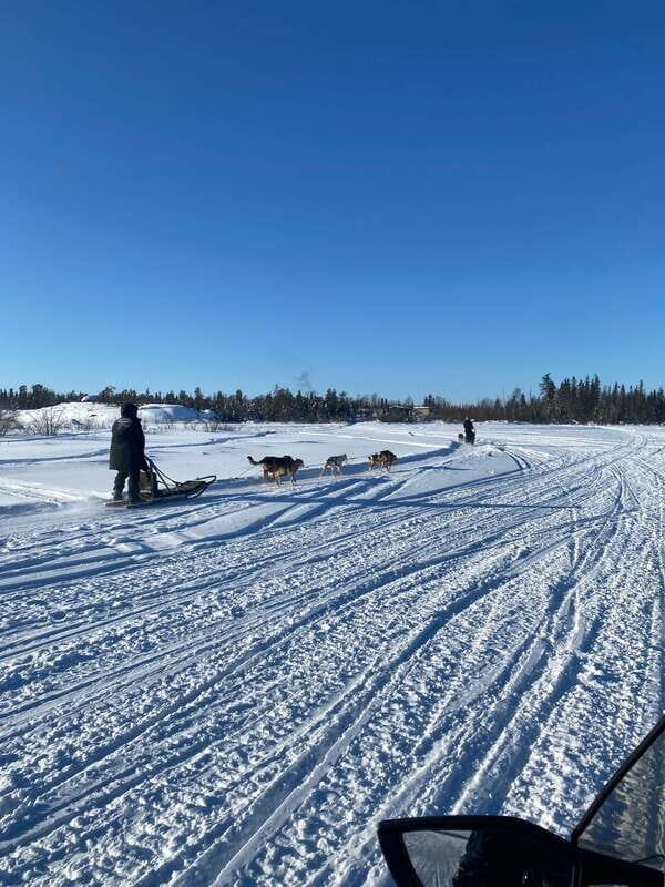 Yellowknife: Dog Sledding Tour - A Close Look at the Experience
