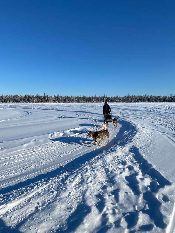 Yellowknife: Dog Sledding Tour - Final Thoughts: The Value and Charm of This Experience