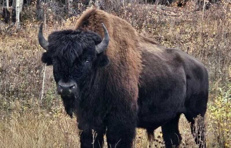 Yellowknife: Wild Bison Highway Tour - An In-Depth Look at the Wild Bison Highway Tour