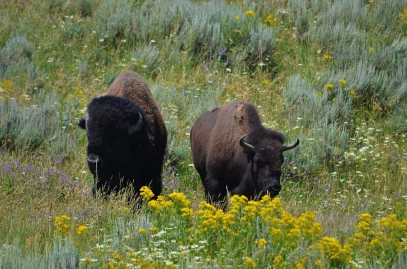 Yellowstone 2 Day Adventure - Upper and Lower Loop Tour - Exploring Yellowstone in Two Days: What You Can Expect