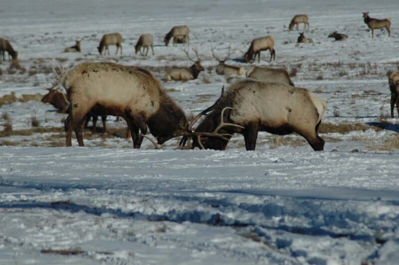 Yellowstone 2 Day Adventure - Upper and Lower Loop Tour - Final Thoughts