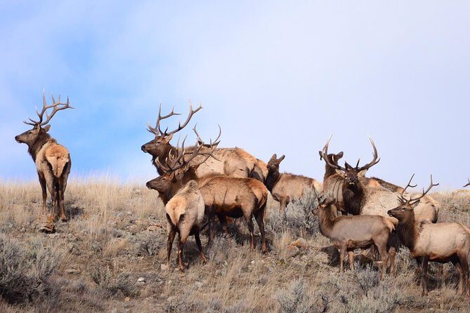 Yellowstone and Grand Teton 4 Day 3 Night Wildlife Adventure - Final Thoughts