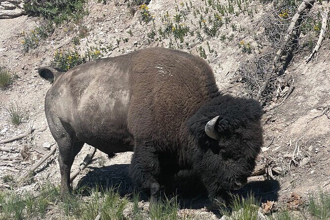 Yellowstone Bus Tour - Starting Point and Schedule