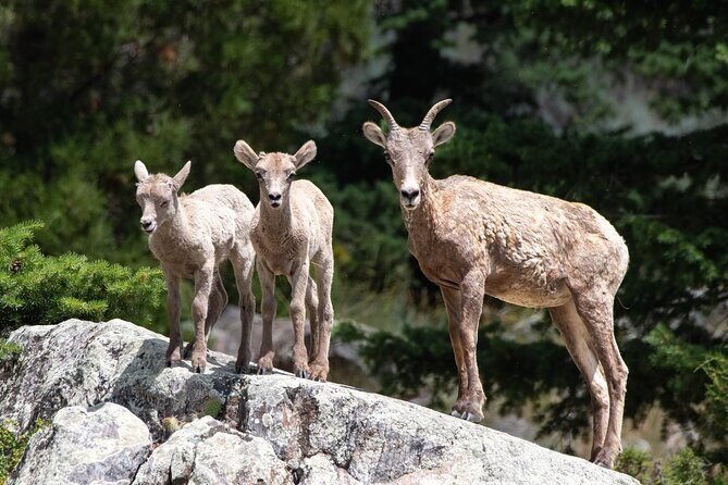 Yellowstone Day Adventure - Yellowstone Day Adventure: An Up-Close Wildlife Encounter