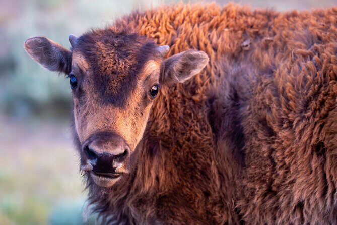 Yellowstone Day Adventure - Key Points
